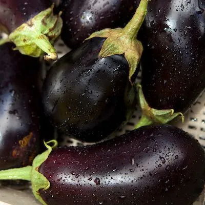 thumbnail for publication: 2021 Florida Plant Disease Management Guide: Eggplant